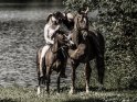 Kssendes Prchen mit Pferden 
 
Dieses Kartenmotiv wurde am 30. Juli 2016 neu in die Kategorie Prchenfotos aufgenommen.