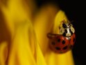 Marienkäfer auf einer Sonnenblume