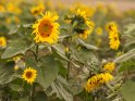 Dieses Motiv findet sich seit dem 25. September 2016 in der Kategorie Sonnenblumen.