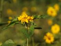 Dieses Motiv finden Sie seit dem 18. Juli 2017 in der Kategorie Sonnenblumen.