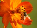 Biene an einer Blüte