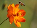 Biene fliegt über einer Blüte