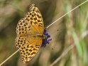 Weiblicher Kaisermantel 
 
Dieses Kartenmotiv wurde am 28. April 2018 neu in die Kategorie Schmetterlinge aufgenommen.