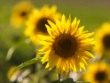 Dieses Motiv finden Sie seit dem 23. September 2016 in der Kategorie Sonnenblumen.