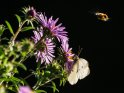 Weißling mit fliegender Biene