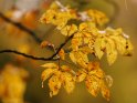 Herbstliche Kastanienblätter im Regen