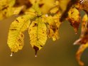 Herbstliche Kastanienblätter mit Regentropfen