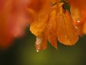 Herbstliche Blätter im Regen