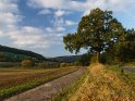 Herbstliche Eiche im Wesertal Ende Oktober. Der Hügel am linken Bildrand befindet sich in Hessen während der Rest in Niedersachsen liegt.