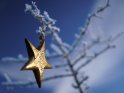 Weihnachtlicher Stern an einem frostüberzogenen Zweig vor blauem Himmel