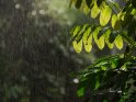 Regenwald bei Regen