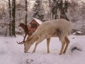 Winterliches Foto von einem Albino-Damhirsch 
 
Dieses Motiv finden Sie seit dem 19. Januar 2017 in der Kategorie Tierische Winterfotos.