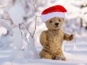 Teddybr mit Weihnachtsmtze im Schnee 
 
Dieses Kartenmotiv wurde am 02. Dezember 2017 neu in die Kategorie Weihnachtsbilder aufgenommen.