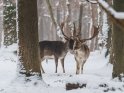 Zwei männliche Hirsche im verschneiten Wald