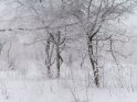 Reifbedeckte Bäume im Schnee