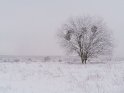 Reifbedeckter Baum in einer verschneiten Landschaft im südlichen Niedersachsen.