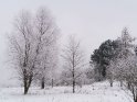 Winterlandschaft mit reifbedeckten Bäumen
