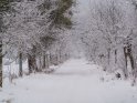 Verschneite Allee auf dem Kerstlingeröder Feld bei Göttingen