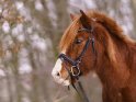 Pony-Portrait im Winter