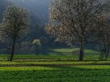 Frühling im Wesertal. Der Hintergrund (oberhalb des grünen Streifens) befindet sich in Hessen, der Vordergrund in Niedersachsen.