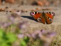 Pfauenauge 
 
Dieses Motiv finden Sie seit dem 31. Mrz 2017 in der Kategorie Schmetterlinge.