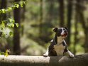 American Pit Bull Terrier versucht auf einen Baumstamm zu klettern
