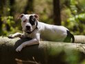 American Staffordshire Terrier liegt auf einem Baumstamm