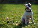 American Staffordshire Terrier mit einer Rose