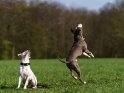 American Staffordshire Terrier und American Pit Bull Terrier (springend)