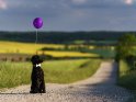 Großpudel mit einem Luftballon und weißer Fliege sitzt auf einem Feldweg