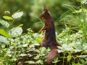 Dieses Bild wurde am 10.06.2017 fotografiert und am 06.09.2018 in der Kategorie Eichhörnchen und andere Hörnchen veröffentlicht.