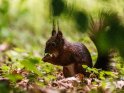 Dieses Bild wurde am 10.06.2017 fotografiert und am 12.03.2018 in der Kategorie Eichhörnchen und andere Hörnchen veröffentlicht.
