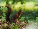 Dieses Bild wurde am 10.06.2017 fotografiert und am 04.11.2018 in der Kategorie Eichhörnchen und andere Hörnchen veröffentlicht.
