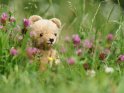 Teddybär im hohen Gras, umgeben von Kleeblüten