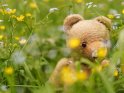 Alter Teddybär sitzt zwischen Butterblumen und Vergissmeinnicht