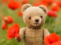 Teddybär mit Mohnblüten
