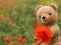 Teddybär sitzt vor einem Mohnfeld und hält eine Mohnblüte