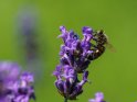 Biene auf Lavendel 
 
Dieses Kartenmotiv ist seit dem 26. November 2017 in der Kategorie Bienen & Hummeln.