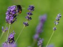 Hummel auf Lavendel 
 
Dieses Motiv finden Sie seit dem 13. Juni 2018 in der Kategorie Bienen & Hummeln.