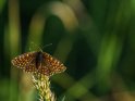 Wachtelweizen-Scheckenfalter 
 
Dieses Kartenmotiv ist seit dem 16. Juni 2019 in der Kategorie Schmetterlinge.