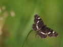 Landkrtchen (Sommergeneration) mit ausgebreiteten Flgeln 
 
Dieses Motiv wurde am 26. Juli 2017 in die Kategorie Schmetterlinge eingefgt.