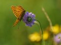 Weiblicher Kaisermantel 
 
Dieses Kartenmotiv ist seit dem 24. Juli 2017 in der Kategorie Schmetterlinge.