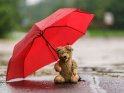 Teddybär mit Regenschirm im Regen