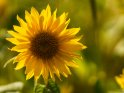 Dieses Motiv befindet sich seit dem 24. September 2017 in der Kategorie Sonnenblumen.