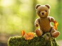 Teddybär mit herbstlichen Blättern