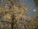 Baum mit fallendem Schnee bei Nacht