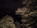 Verschneite Bäume bei Nacht