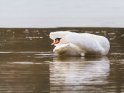 Schwan im März auf einem teilweise noch gefrorenen See