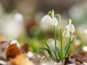 Frühlingsknotenblume, Märzenbecher oder Großes Schneeglöckchen