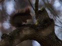 Eichhörnchen Mitte März